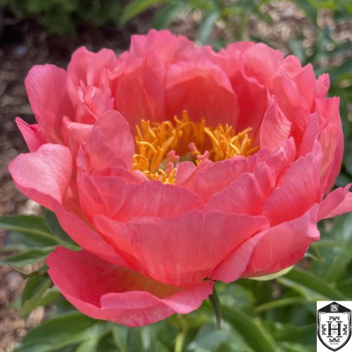 Paeonia 'Coral Sunset' - Pojeng 'Coral Sunset' 